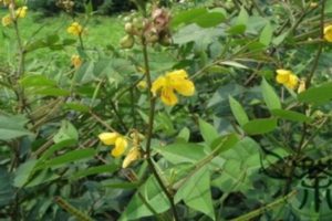Kinkéliba ses Vertus Phytothérapiques et Bienfaits Thérapeutiques.