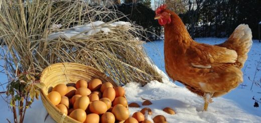 Œufs Bio et Naturel : 12 raisons de manger des œufs