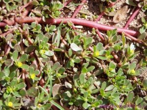 Pourpier : 10 Propriétés Médicinales de cette Plante