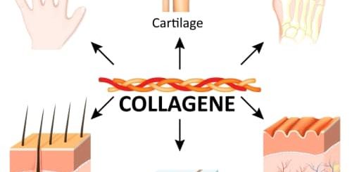 Collagène : Voici les 6 Critères du Bon Collagène.